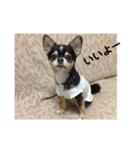 あいらぶランディ（個別スタンプ：3）