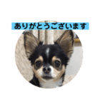 あいらぶランディ（個別スタンプ：12）