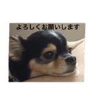 あいらぶランディ（個別スタンプ：15）