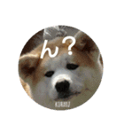 秋田犬の小春さん（個別スタンプ：1）