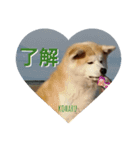 秋田犬の小春さん（個別スタンプ：2）