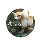秋田犬の小春さん（個別スタンプ：3）