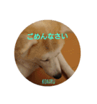 秋田犬の小春さん（個別スタンプ：4）