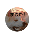 秋田犬の小春さん（個別スタンプ：5）