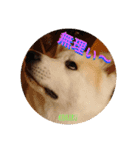 秋田犬の小春さん（個別スタンプ：6）