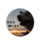 秋田犬の小春さん（個別スタンプ：7）