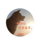 秋田犬の小春さん（個別スタンプ：8）