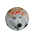 秋田犬の小春さん（個別スタンプ：9）