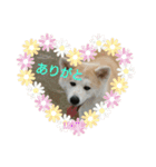 秋田犬の小春さん（個別スタンプ：11）