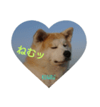 秋田犬の小春さん（個別スタンプ：13）