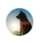秋田犬の小春さん（個別スタンプ：14）