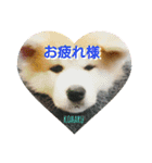 秋田犬の小春さん（個別スタンプ：16）