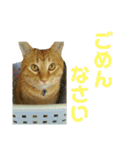 すーぷーのまいにち（個別スタンプ：17）