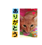 すーぷーのまいにち（個別スタンプ：20）