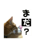 すーぷーのまいにち（個別スタンプ：21）