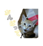 すーぷーのまいにち（個別スタンプ：24）
