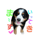 バーニーズマウンテンドックの毎日（個別スタンプ：1）