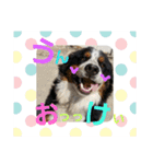 バーニーズマウンテンドックの毎日（個別スタンプ：6）