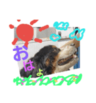 バーニーズマウンテンドックの毎日（個別スタンプ：7）
