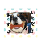 バーニーズマウンテンドックの毎日（個別スタンプ：17）