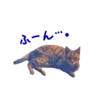 Aさんちの猫スタンプ(2)（個別スタンプ：9）