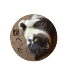 銀さん.1（個別スタンプ：1）