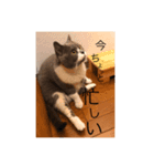 銀さん.1（個別スタンプ：3）