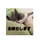 銀さん.1（個別スタンプ：5）