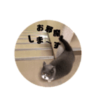 銀さん.1（個別スタンプ：7）