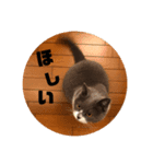 銀さん.1（個別スタンプ：8）