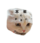 Chimnyの愉快な日常（個別スタンプ：15）