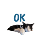 白黒猫ミュウ2（個別スタンプ：1）