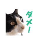白黒猫ミュウ2（個別スタンプ：3）