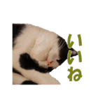 白黒猫ミュウ2（個別スタンプ：4）