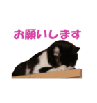 白黒猫ミュウ2（個別スタンプ：5）