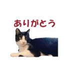 白黒猫ミュウ2（個別スタンプ：6）