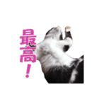 白黒猫ミュウ2（個別スタンプ：7）