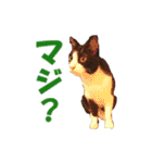 白黒猫ミュウ2（個別スタンプ：8）