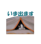 白黒猫ミュウ2（個別スタンプ：10）