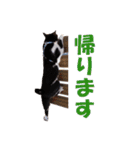 白黒猫ミュウ2（個別スタンプ：11）
