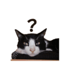 白黒猫ミュウ2（個別スタンプ：14）