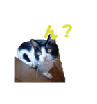 白黒猫ミュウ2（個別スタンプ：15）