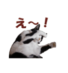 白黒猫ミュウ2（個別スタンプ：16）