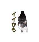 白黒猫ミュウ2（個別スタンプ：17）