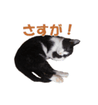 白黒猫ミュウ2（個別スタンプ：18）