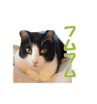 白黒猫ミュウ2（個別スタンプ：20）