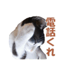 白黒猫ミュウ2（個別スタンプ：21）