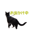 白黒猫ミュウ2（個別スタンプ：22）