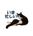 白黒猫ミュウ2（個別スタンプ：23）