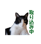 白黒猫ミュウ2（個別スタンプ：24）